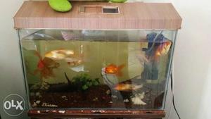 Fish tank with full grown fishes 2ft tank size