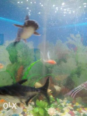 Fishes In Tank
