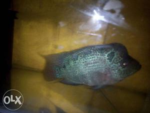 Flower horn fish for sale both male and female