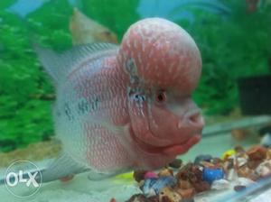 Flower horn fish in better health 8 months old