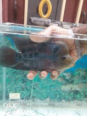 Flowerhorn Selling At Very Cheap Rate