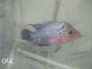 Flowerhorn kml imported male head