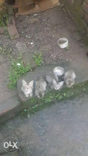Four Brown Tabby Kittens free