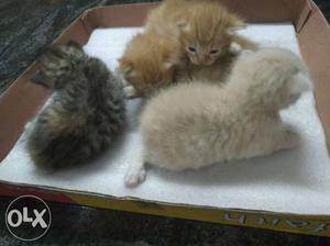 Four Orange, White, And Black Kittens