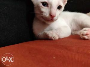 Full white and 2 colour eyes Age: 4month Gender: female