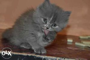 Furball Persian kittebs