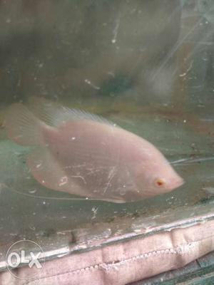 Gaint gourami fish for sale 3.5inch red eye