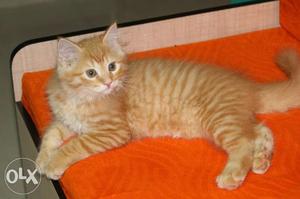 Gold kitten for sale, Male, 3 months old.