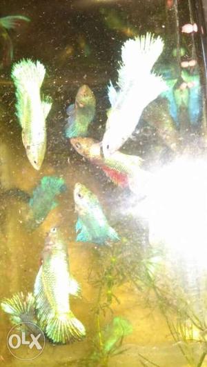 Green and blue female betta fish