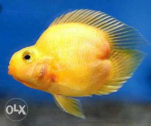 Healthy Heart Shaped Cichlid