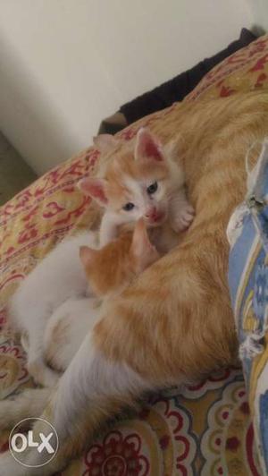 Healthy cat kittens for adoption orange n white