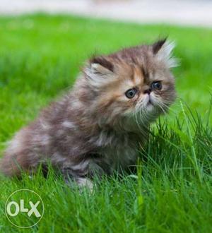 High Quality Persian Cats. any Age. orginal