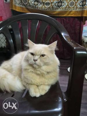 High breed double coat male Persian toilet trained cat for