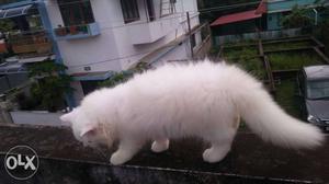High quality pure white persian kitten male