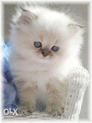 Himalayan colour point kitten price negotiable