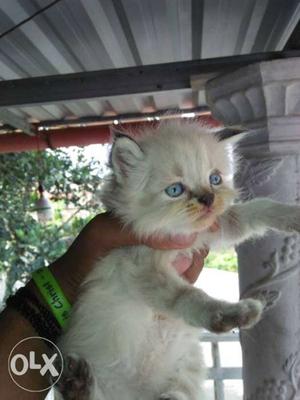 Himalayan kittens for sale.long hair kittens male