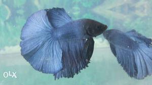 Hm and ohm betta male for sale