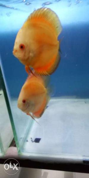 I sell my discus fish (super red melon size 3inch