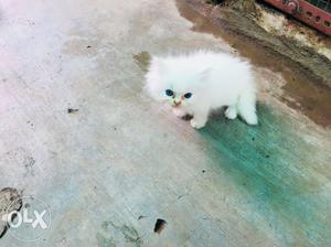 I want to sell persian kitten blue eyes female