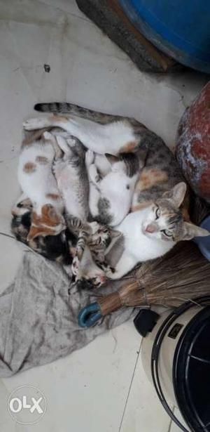 I wnat too sell mother and 4 baby urgent call.