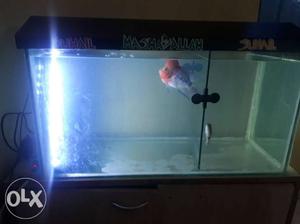 I'm selling my red Dragon flower horn fish for