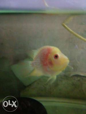 Important gold base flowerhorn for sale size 2.5