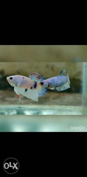 Imported Bettas for sale Galaxy breeding pair
