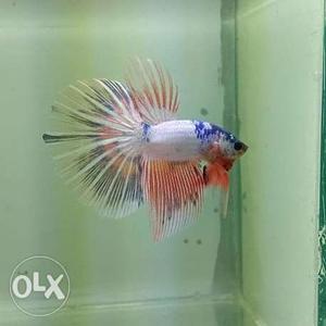 Imported bettas available show grade ohm koi type