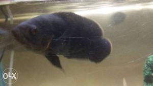 Imported black oscar Fish