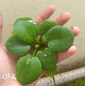 Imported floating plants