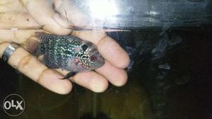 Imported headpopped female flowerhorn for sale 1.5 inch
