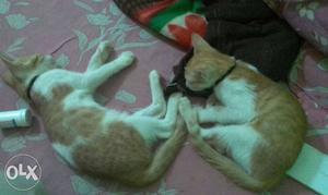Indian breed male female 5mnths pair in jst rs