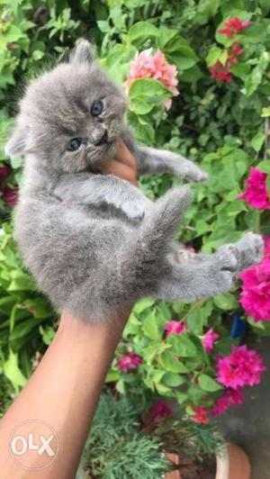 Kittens available for sale, persian, british