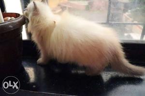 Kittens for sale frm pure breed of Persian