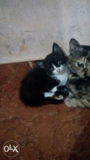 Kittens for sale ooty cats DM with me interested