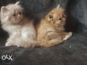 Long fur punch face traind baby persian cats for sale cash