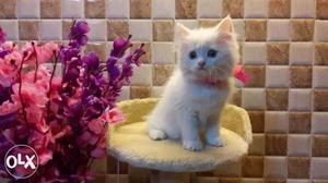 Long fur traind baby persian cats kitten sale all India