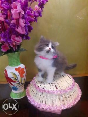 Long-haired White And Gray Cat