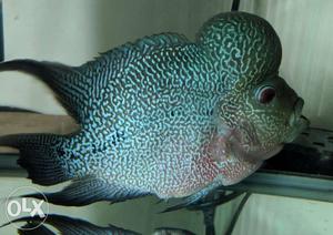 Magma flowerhorn for sell size 8 inch