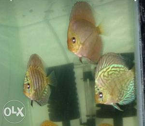Malaysian discus sell 3 inch interested pm me