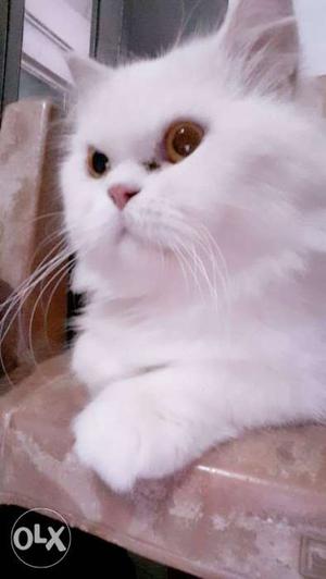 Male Persian 15 month meating .oo