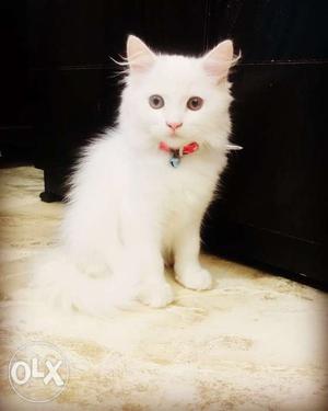 Male. Pure white. Persian Cat. 6 Months old. Doll