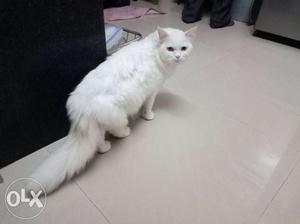Male and female doll face Percian cat pair want to sell