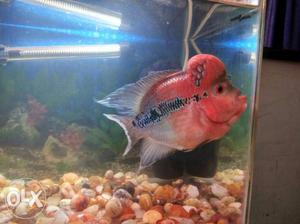 Male and female flowerhorn fish for sale
