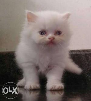 Male or female kittens for sale