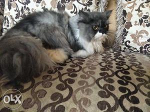 Male proven persian cat 1.5 years old