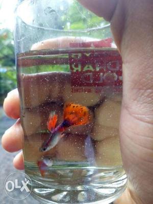 Orange And Silver Guppy Fish