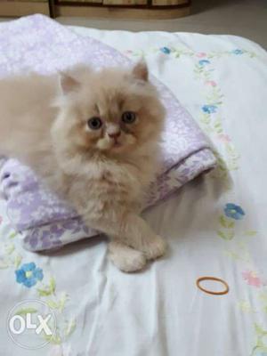 Orange Persian Kitten