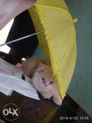 Orange persian Cat Sitting Covering By Umbrella