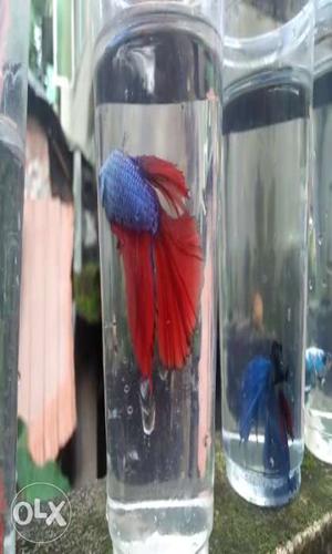 Original Flurocent Fighter Fish for Sale If U